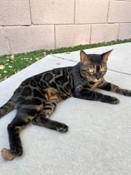 Lost Female Cat last seen Signal butte rd and 4th ave signal butte manor II, Mesa, AZ 85208