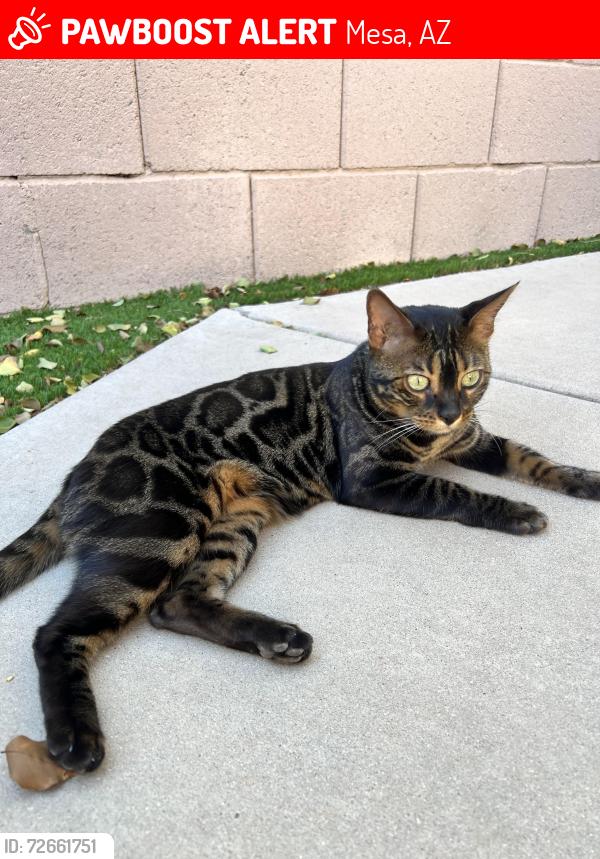 Lost Female Cat last seen Signal butte rd and 4th ave signal butte manor II, Mesa, AZ 85208