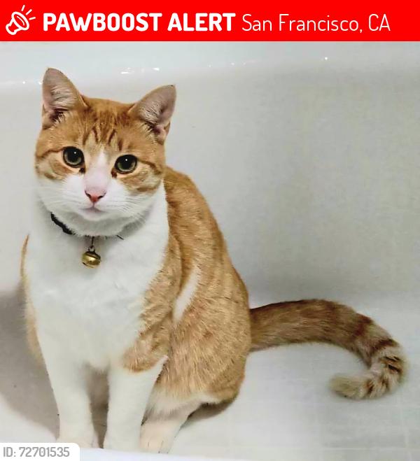 Lost Male Cat last seen 44th Avenue and Irving Street, San Francisco, CA 94122