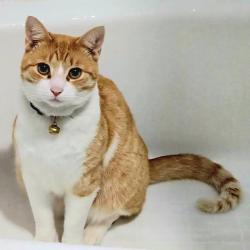 Lost Male Cat last seen 44th Avenue and Irving Street, San Francisco, CA 94122