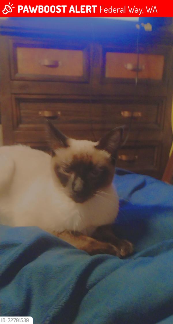 Lost Female Cat last seen King county housing , Federal Way, WA 98003