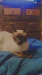 Lost Female Cat last seen King county housing , Federal Way, WA 98003