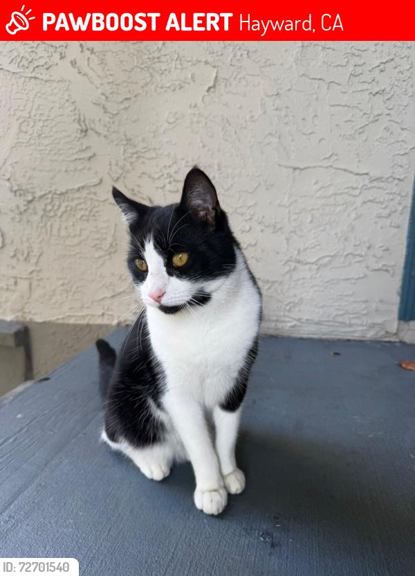 Lost Male Cat last seen Hesperian blvd & W A street, Hayward, CA 94541