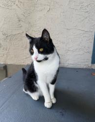 Lost Male Cat last seen Hesperian blvd & W A street, Hayward, CA 94541