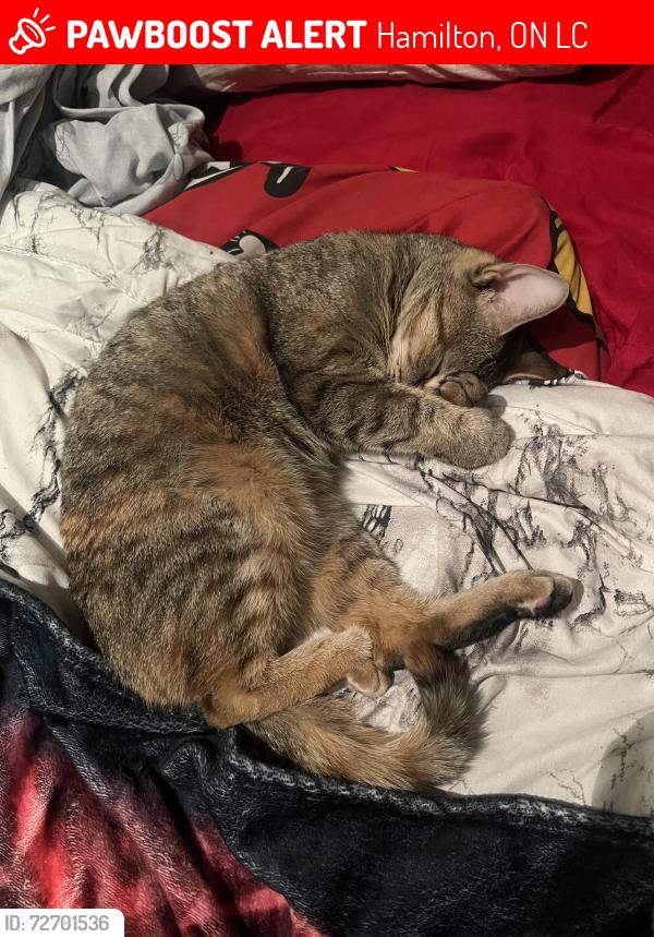 Lost Female Cat last seen Garth & Upper Paradise, Hamilton, ON L9C