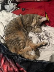 Lost Female Cat last seen Garth & Upper Paradise, Hamilton, ON L9C