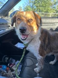 Found/Stray Female Dog last seen S Carpenter Rd between Hatch Rd and Robertson Rd, Modesto, CA 95351