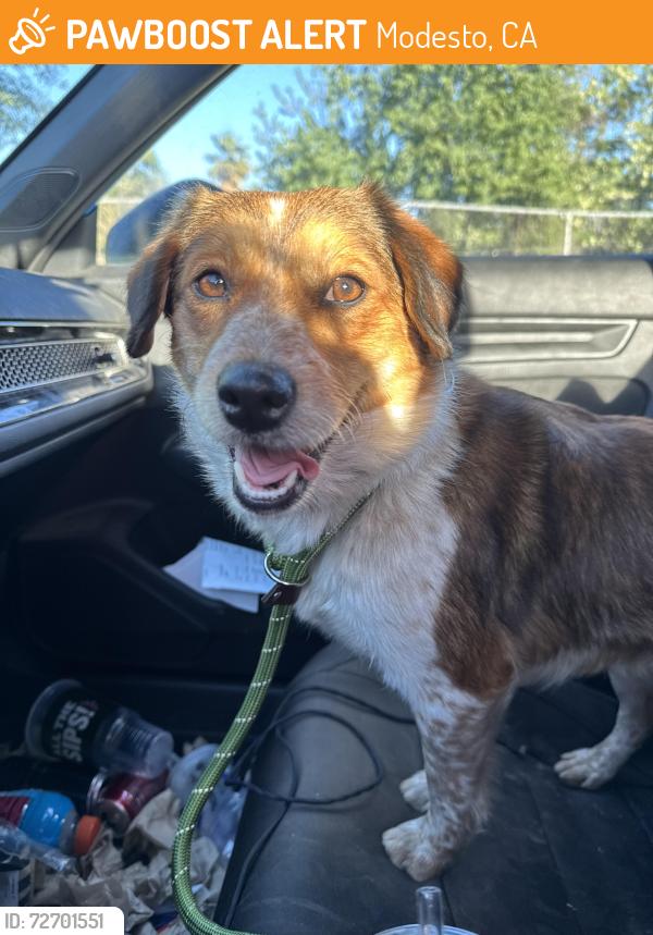 Found/Stray Female Dog last seen S Carpenter Rd between Hatch Rd and Robertson Rd, Modesto, CA 95351