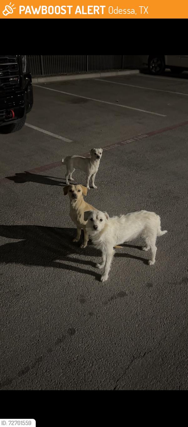 Found/Stray Unknown Dog last seen Fradree road,191, Odessa, TX 79765