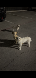 Found/Stray Unknown Dog last seen Fradree road,191, Odessa, TX 79765