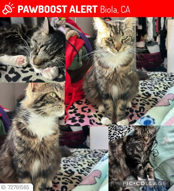 Lost Male Cat last seen Biola Post Office, Biola, CA 93606