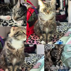 Lost Male Cat last seen Biola Post Office, Biola, CA 93606
