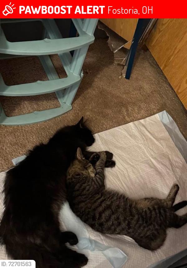 Lost Male Cat last seen Near n twp road 21, Fostoria, OH 44830