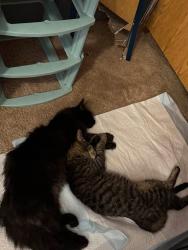 Lost Male Cat last seen Near n twp road 21, Fostoria, OH 44830