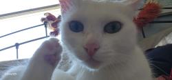 Found/Stray Female Cat last seen Clairemont coffee, San Diego, CA 92117
