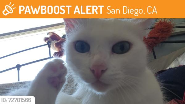 Found/Stray Female Cat last seen Clairemont coffee, San Diego, CA 92117