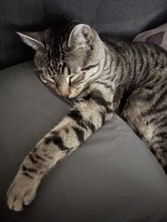 Lost Male Cat last seen Speyers Rd/ Quail Ct/, Selah, WA 98942
