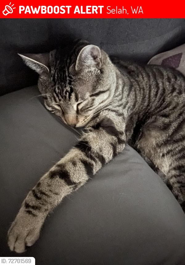 Lost Male Cat last seen Speyers Rd/ Quail Ct/, Selah, WA 98942