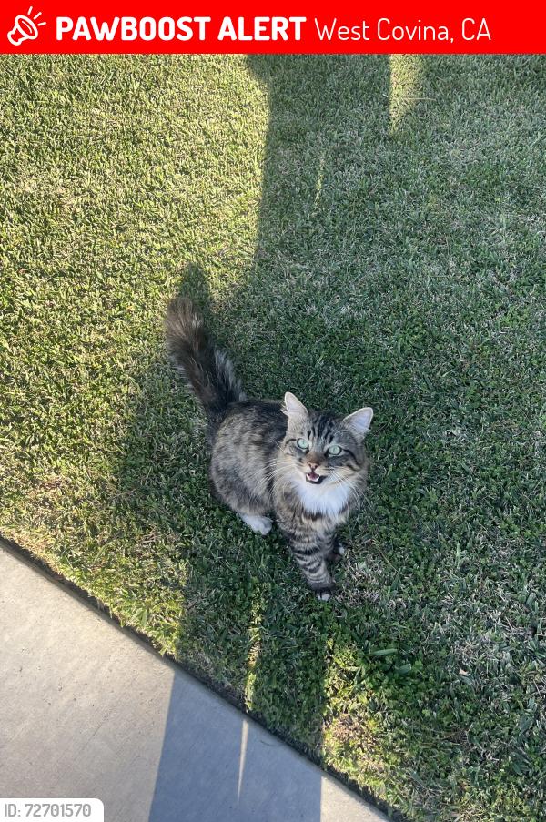 Lost Male Cat last seen N orange ave and W badillo st , West Covina, CA 91790