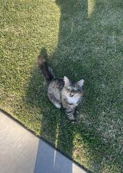 Lost Male Cat last seen N orange ave and W badillo st , West Covina, CA 91790