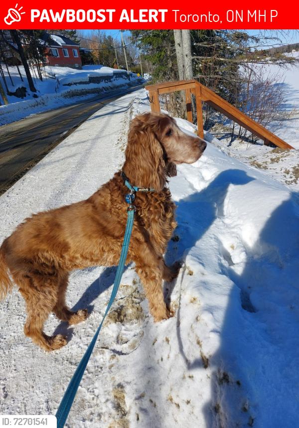 Lost Female Dog last seen Millwood and Laird near Crothers Woods, Toronto, ON M4H 1P6