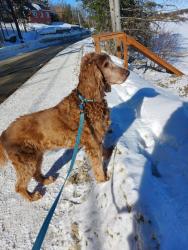 Lost Female Dog last seen Millwood and Laird near Crothers Woods, Toronto, ON M4H 1P6