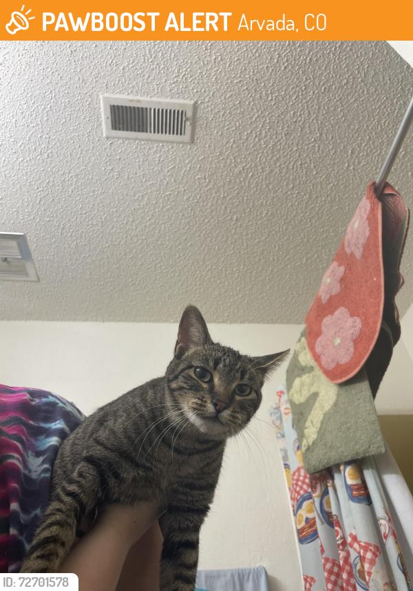 Found/Stray Unknown Cat last seen 84th way, Arvada, CO 80003