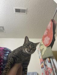 Found/Stray Unknown Cat last seen 84th way, Arvada, CO 80003