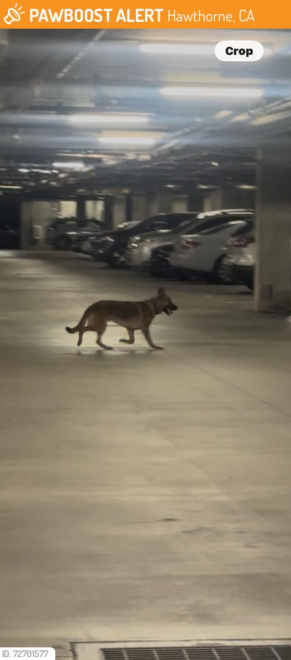 Found/Stray Male Dog last seen Cerise/rosecrans, Hawthorne, CA 90250