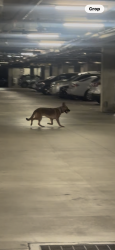 Found/Stray Male Dog last seen Cerise/rosecrans, Hawthorne, CA 90250