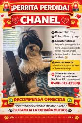 Lost Female Dog last seen Near Lucretia ave , San Jose, CA 95122