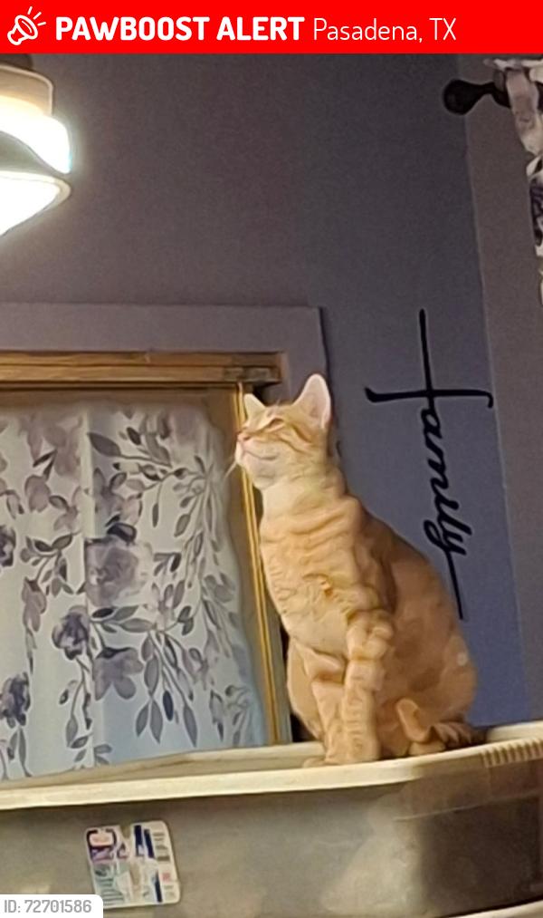 Lost Male Cat last seen Sparks Elementary , Pasadena, TX 77503