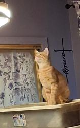 Lost Male Cat last seen Sparks Elementary , Pasadena, TX 77503
