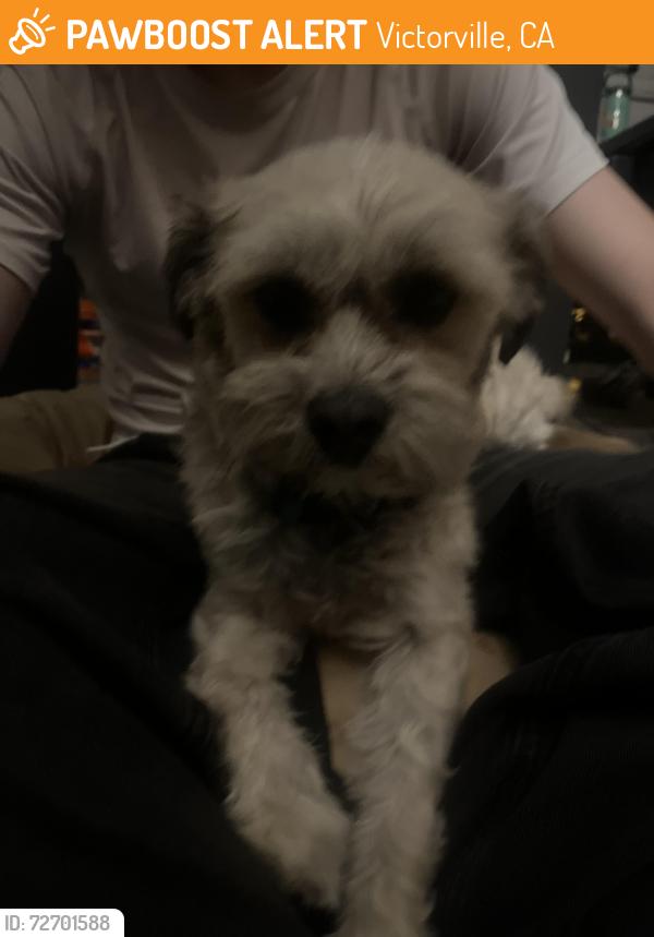 Found/Stray Male Dog last seen Mesa Linda park , Victorville, CA 92392