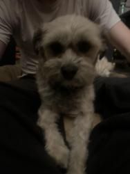Found/Stray Male Dog last seen Mesa Linda park , Victorville, CA 92392