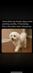 Lost Female Dog last seen Innisfil park, Innisfil, ON L9S