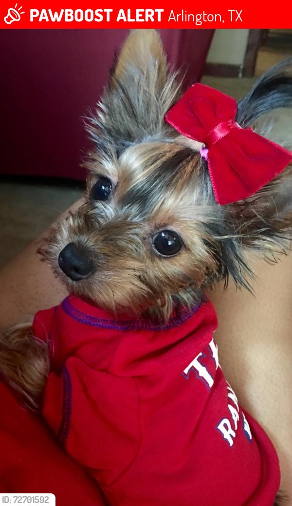 Lost Female Dog last seen Moore terrace and perrin st , Arlington, TX 76010