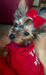 Lost Female Dog last seen Moore terrace and perrin st , Arlington, TX 76010
