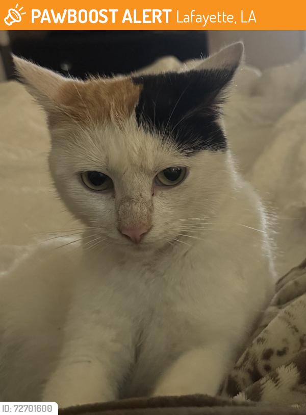 Found/Stray Female Cat last seen North of downtown , Lafayette, LA 70501