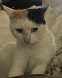 Found/Stray Female Cat last seen North of downtown , Lafayette, LA 70501