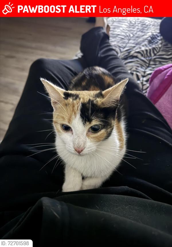 Lost Female Cat last seen 4th street and Chicago , Los Angeles, CA 90033