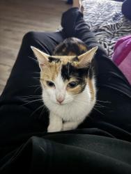 Lost Female Cat last seen 4th street and Chicago , Los Angeles, CA 90033