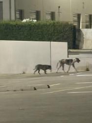 Found/Stray Unknown Dog last seen Businesses, Santa Fe Springs, CA 90670