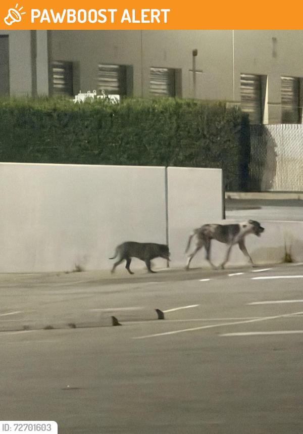 Found/Stray Unknown Dog last seen Businesses, Santa Fe Springs, CA 90670