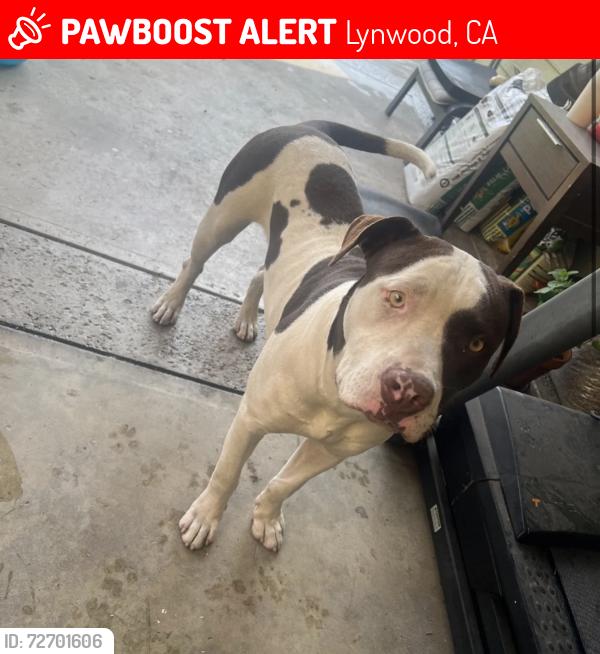 Lost Male Dog last seen Cortland st / Pope ave, Lynwood, CA 90262