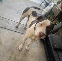 Lost Male Dog last seen Cortland st / Pope ave, Lynwood, CA 90262