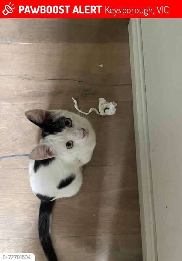 Lost Male Cat last seen Keylana Drive, near Lighthouse Christian College., Keysborough, VIC 3173