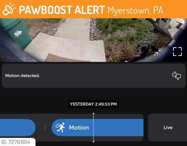 Found/Stray Unknown Cat last seen Laurel & creamery , Myerstown, PA 17067