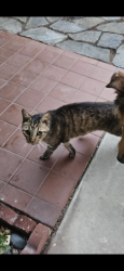 Lost Male Cat last seen Heil ave and Springdale street near Carr Park, Huntington Beach, CA 92647