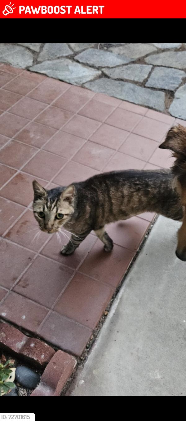 Lost Male Cat last seen Heil ave and Springdale street near Carr Park, Huntington Beach, CA 92647